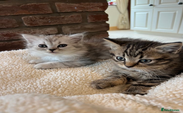 Persian cats - Advert 2