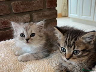 Persian cats - Advert 22