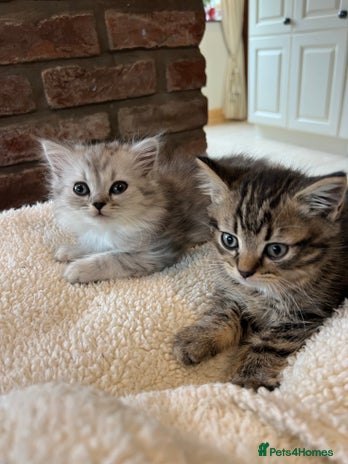 Persian cats - Advert 10