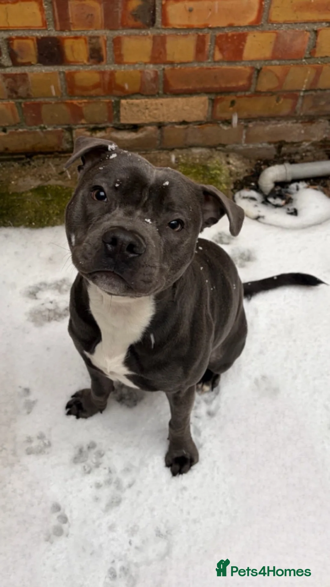 Staffordshire Bull Terrier dogs for sale: 1 year old staffy  - Advert 1