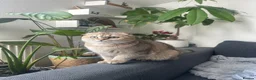 Scottish Fold cats for sale: Female Exotic Scottish in Ilford - Advert 2