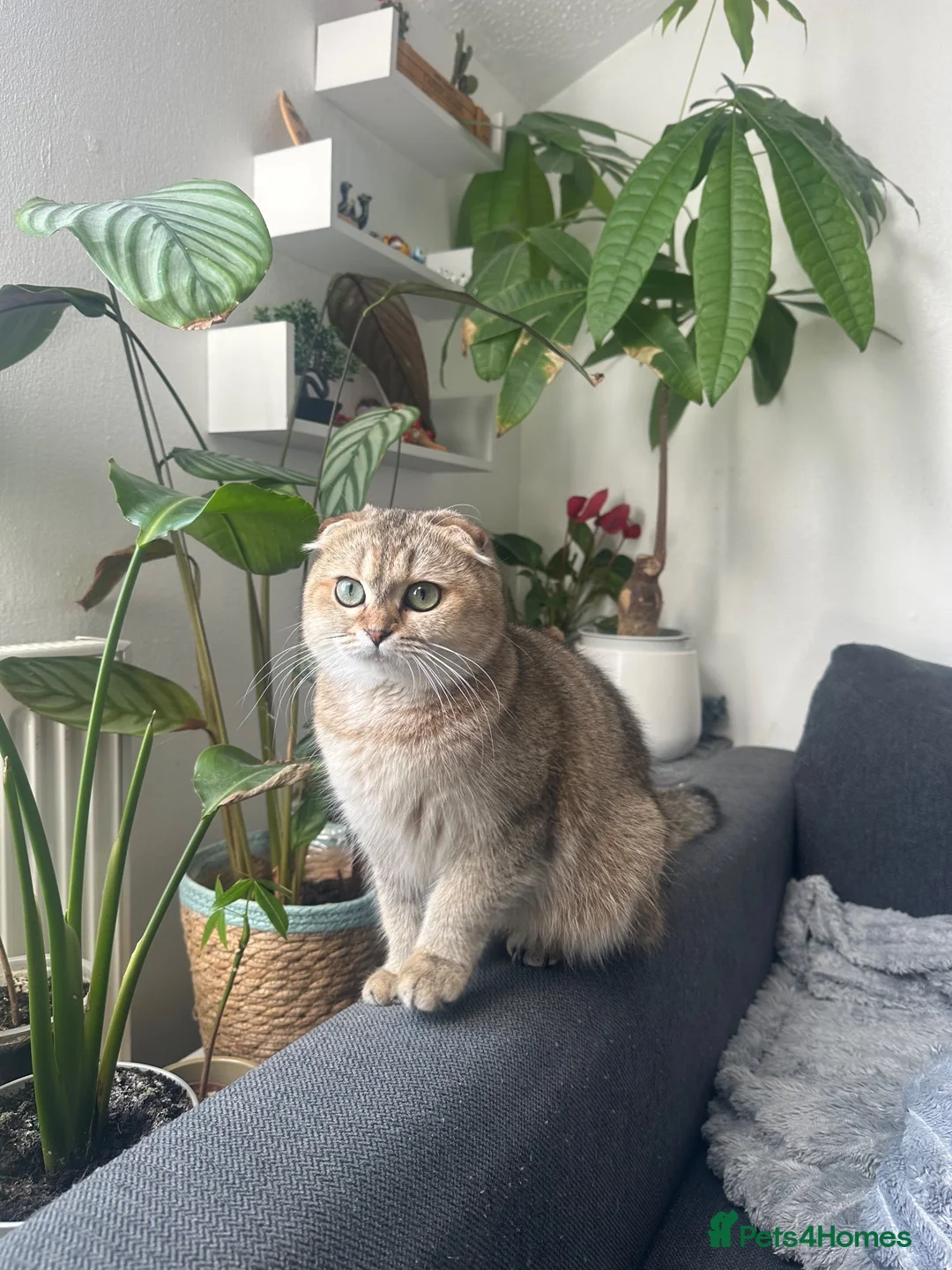 Scottish Fold cats for sale: Female Exotic Scottish in Ilford - Advert 2