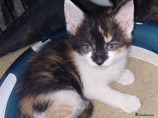 Mixed Breed cats 4 kittens left - Advert 4