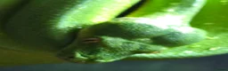 Python Snake reptiles for sale: Male manokwari green tree python and pvc setup - Advert 4