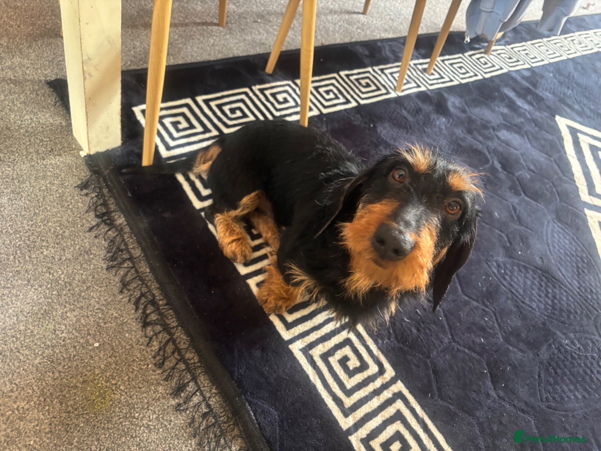 Dachshund dogs Teckle dashound  - Advert 1