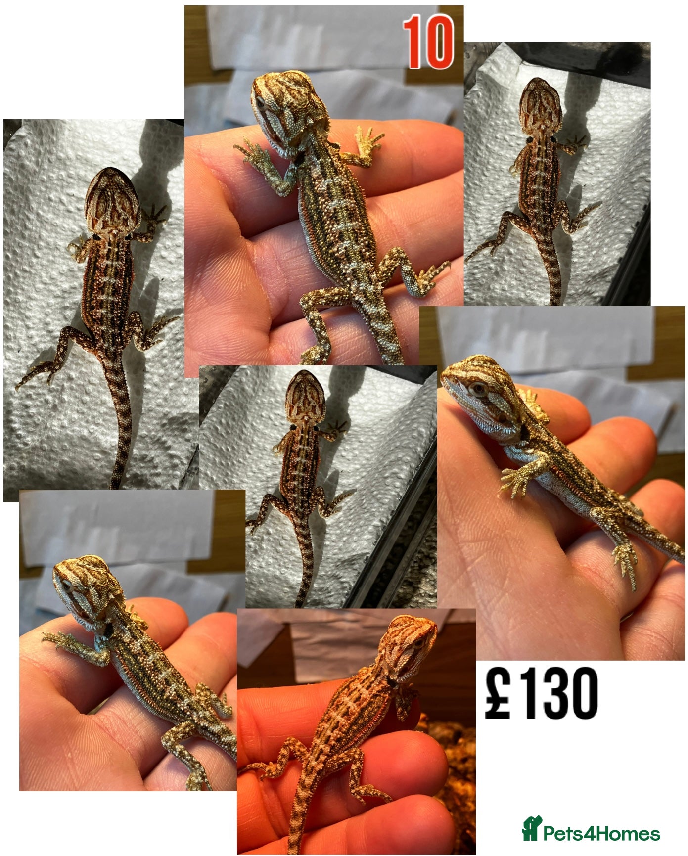 Bearded Dragon reptiles for sale: Baby Bearded Dragons For Sale! - Advert 19