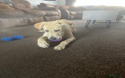 Labrador Retriever dogs for sale: 6 Month old Labrador  Retriever for Sale  - Image 8