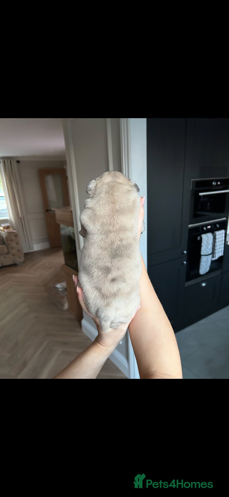 English Bulldog dogs for sale: Beautiful little of 3 English bulldogs  in Consett - Advert 8