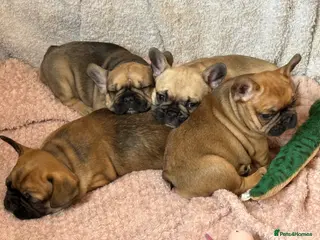 French Bulldog dogs TOP QUALITY KC REG FRENCH BULLDOG PUPPIES(HEALTHT) - Advert 18