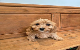 Cavapoo dogs for sale: F1 Red Cavapoo Puppies - Image 9