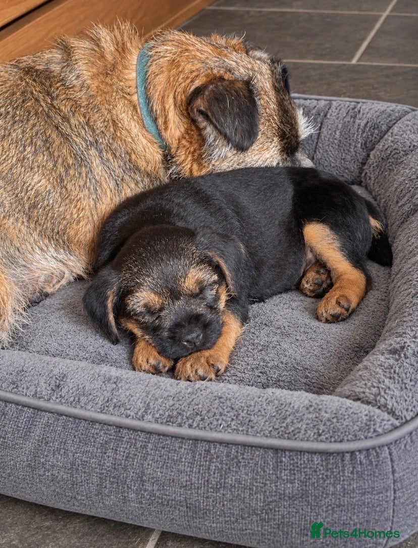 Border Terrier dogs One Boy Remaining  - Advert 1