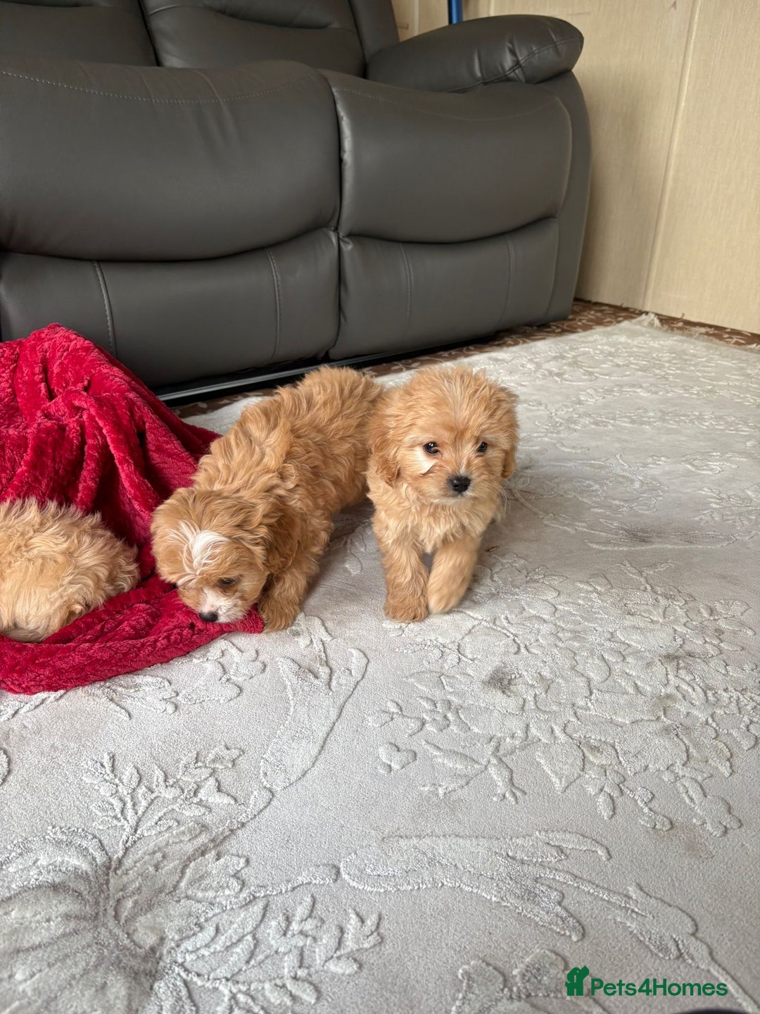 Cavapoo dogs for sale: Beautiful cavapoos ready now - Advert 26