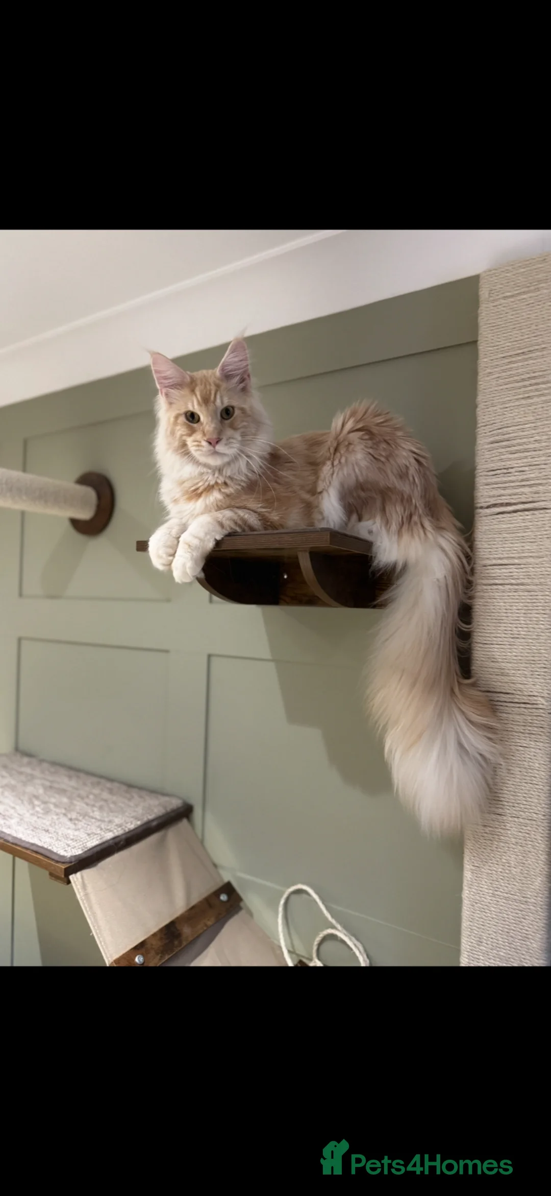 Maine Coon cats for stud: Stunning Cream Maine Coon for Stud in Corwen - Advert 2