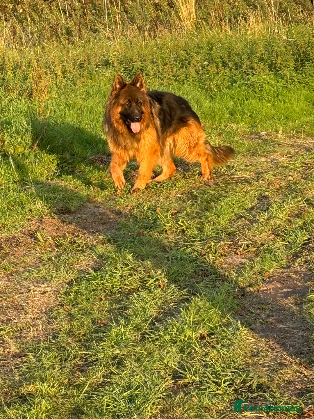 German Shepherd dogs for stud: Bear🤩kc reg proven long haired health tested stud - Advert 5