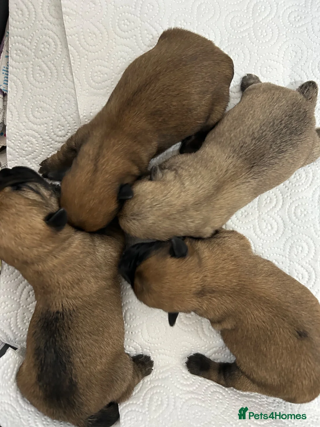 Cairn Terrier dogs for sale: Gorgeous Cairn Terrier Puppys - Advert 6