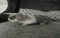 Mini Lop rabbits for sale: Mini lop baby bunnies - Image 5