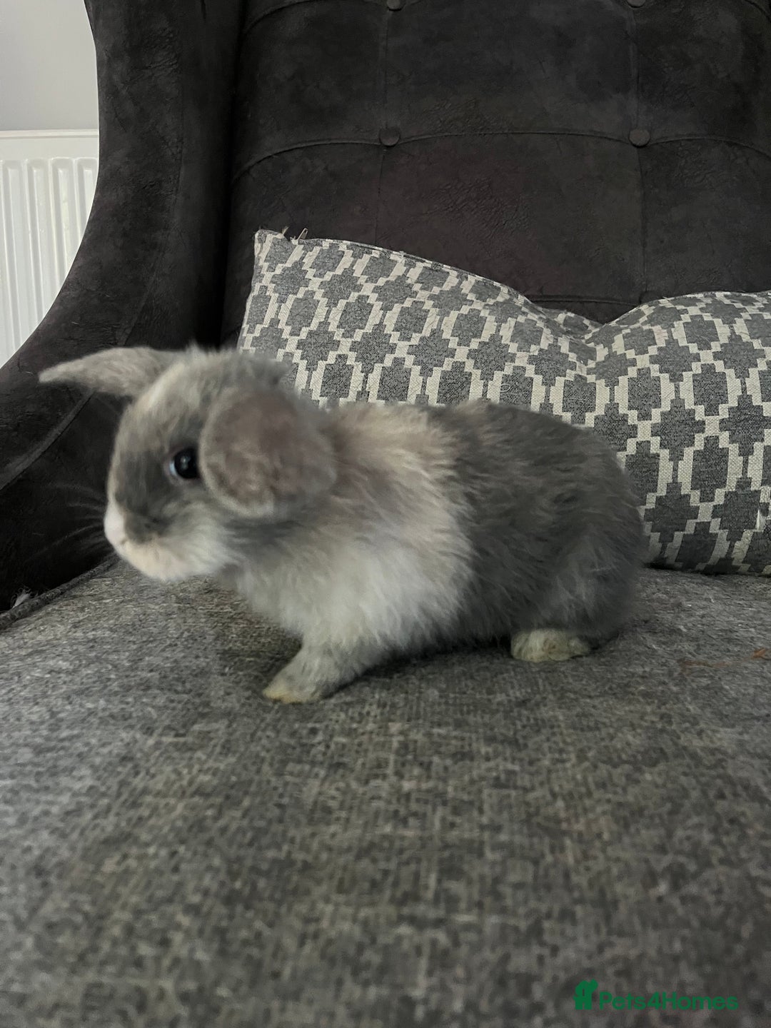 Mini Lop rabbits for sale: Mini lop baby bunnies - Image 5