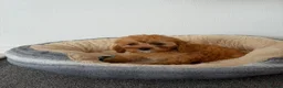 Cavapoo dogs for sale: Stunning f1 cavapoos ready now ! - Advert 7