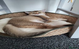British Shorthair cats for sale: British shorthair Golden  Boy - Image 5
