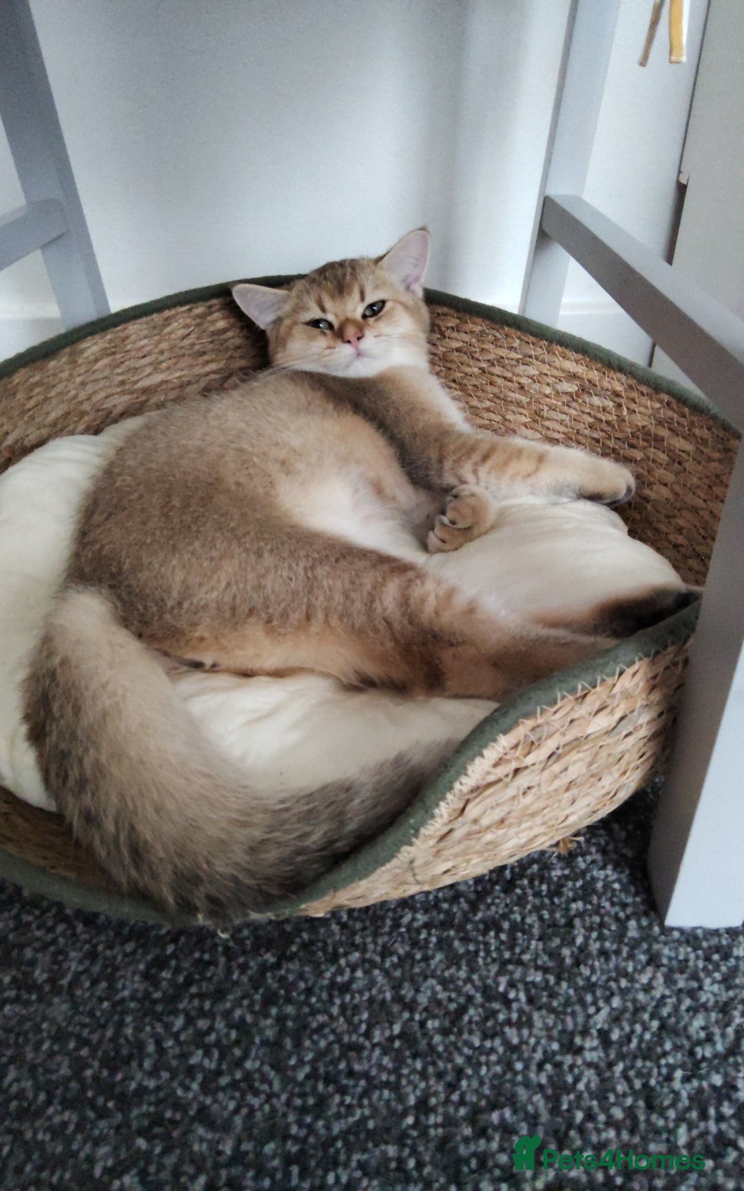 British Shorthair cats for sale: British shorthair Golden  Boy - Image 5