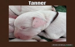 Dalmatian dogs for sale: Tamilanda Dalmatian's  - Image 13