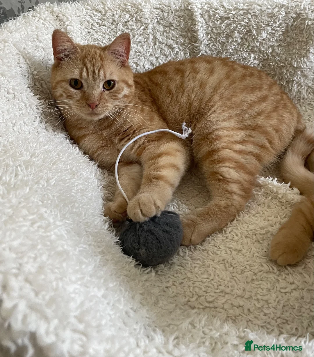 British Shorthair cats for sale: 🩷 Lovely British Shorthair Cats 💙 - Advert 2