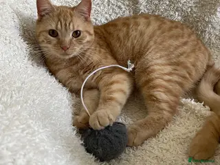 British Shorthair cats 🩷 Lovely British Shorthair Cats 💙 - Advert 12