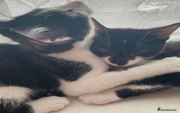 Domestic Shorthair cats for sale: 🚨 2 KITTENS FOR SALE  - Image 1