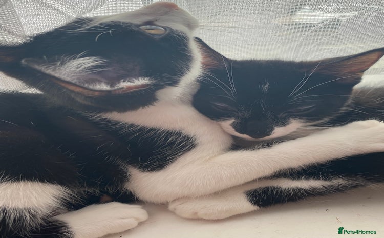 Domestic Shorthair cats - Advert 1