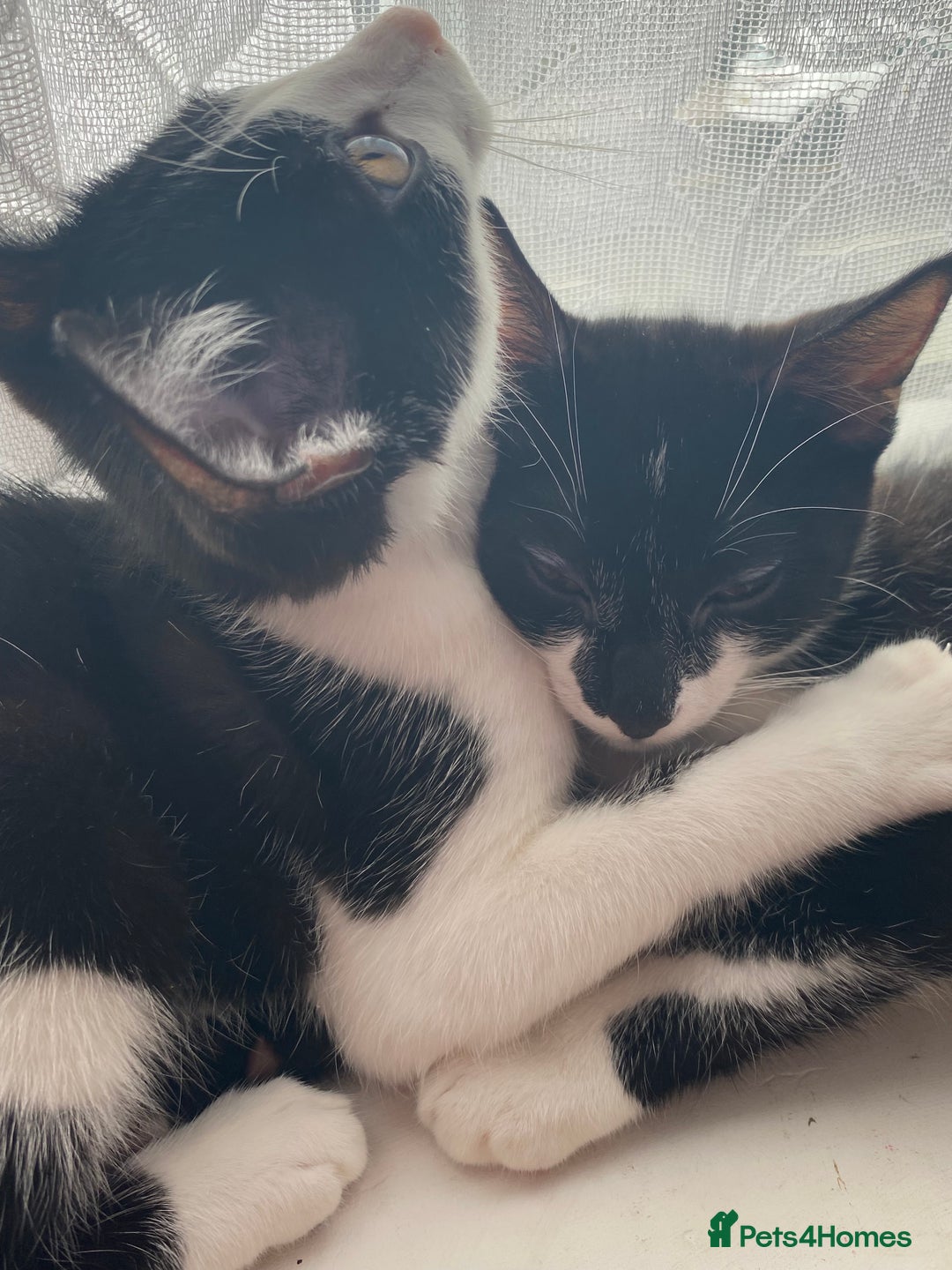 Domestic Shorthair cats for sale: 🚨 2 KITTENS FOR SALE  - Image 1