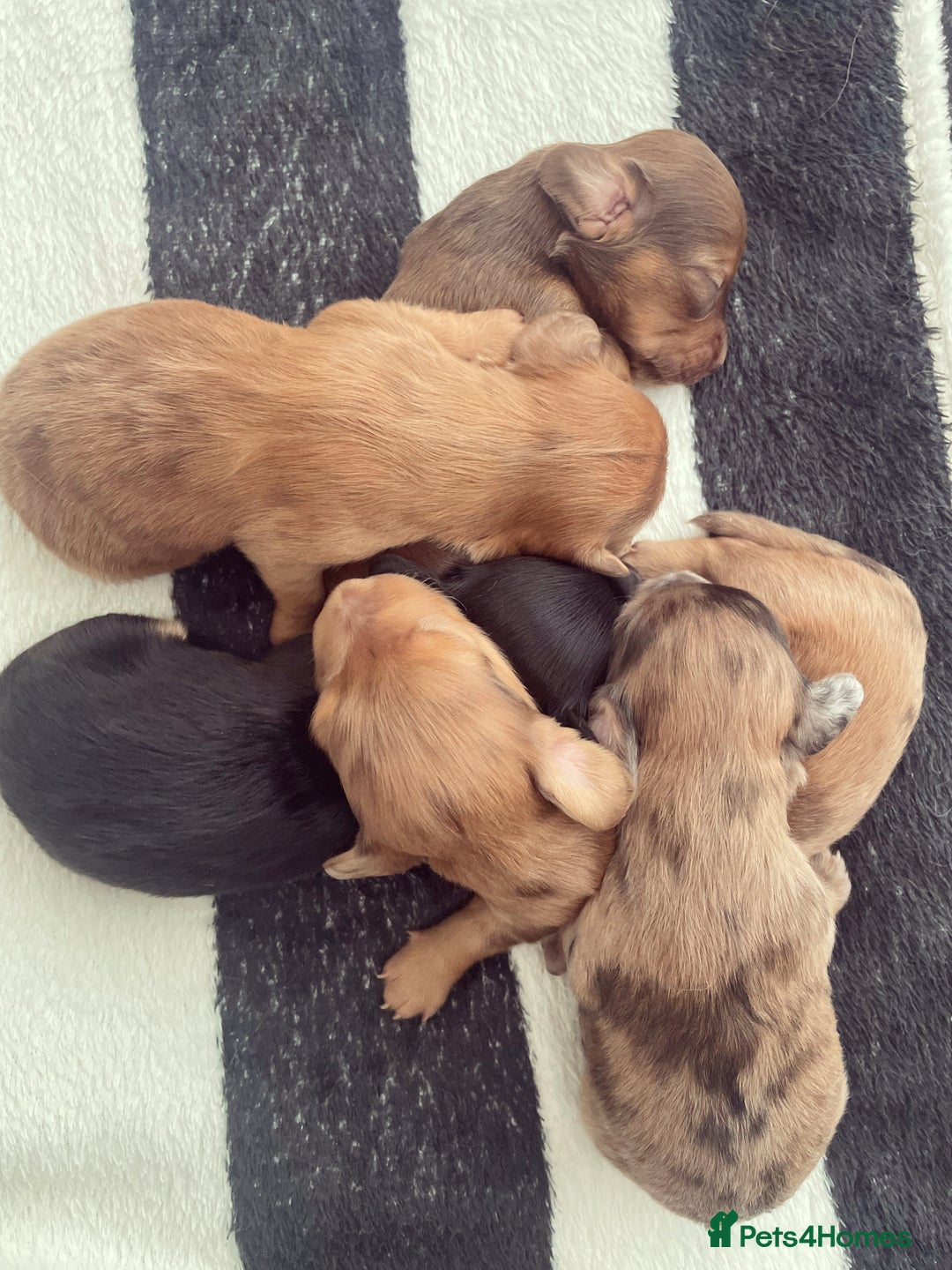 Miniature Dachshund dogs for sale: Long haired dachshund puppies   - Image 11