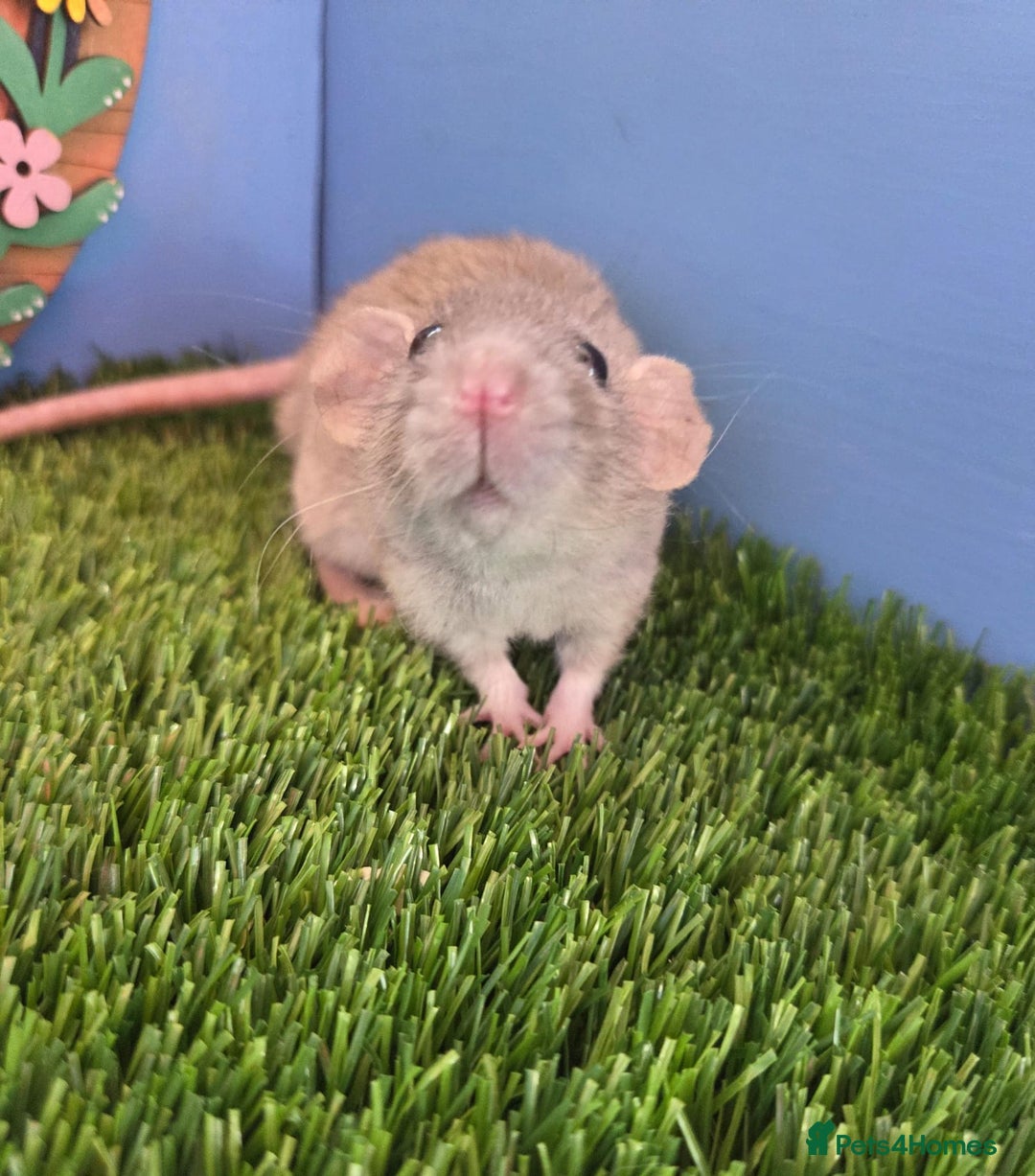 Rat rodents for sale: Hairless Dwarf Baby Rats Boys Males Trio  - Advert 3
