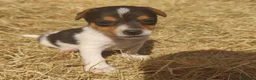 Jack Russell dogs for sale: Fast Feet, Bright Minds & Loving Hearts in Glasgow - Advert 6