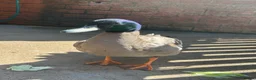Ducks poultry for sale: 2 Rouen Drakes Looking for Home - Advert 4