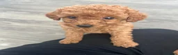 Toy Poodle dogs for sale: Toy poodle puppies  - Advert 6
