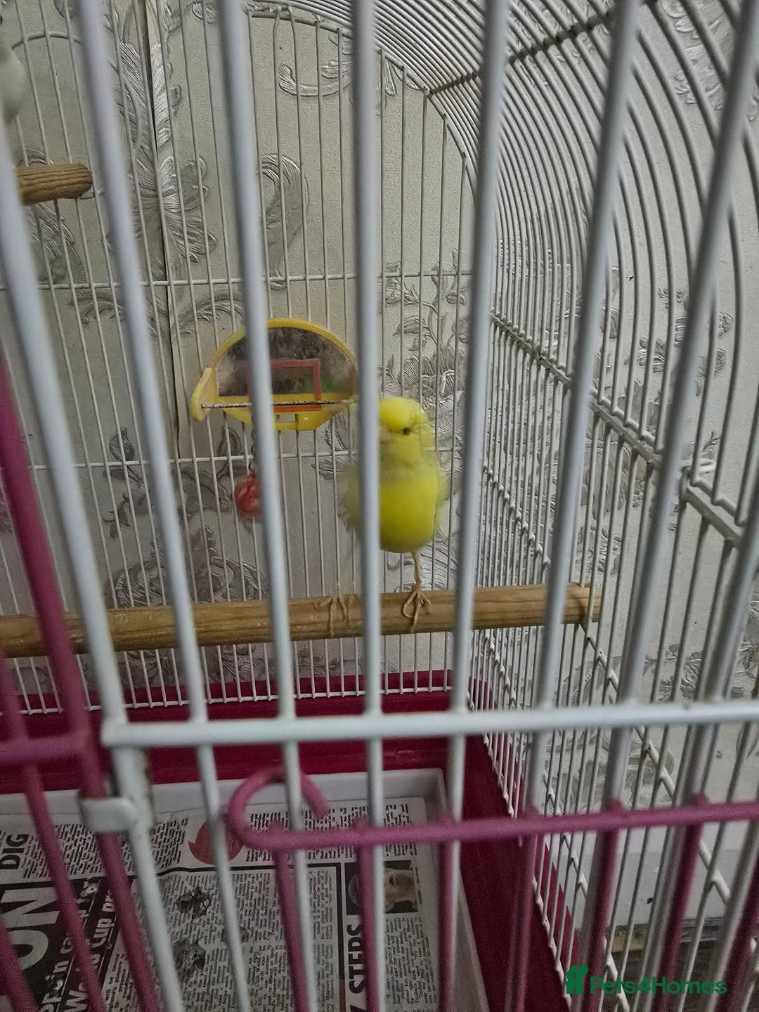 Canaries birds for sale: Canaries with cage - Advert 3