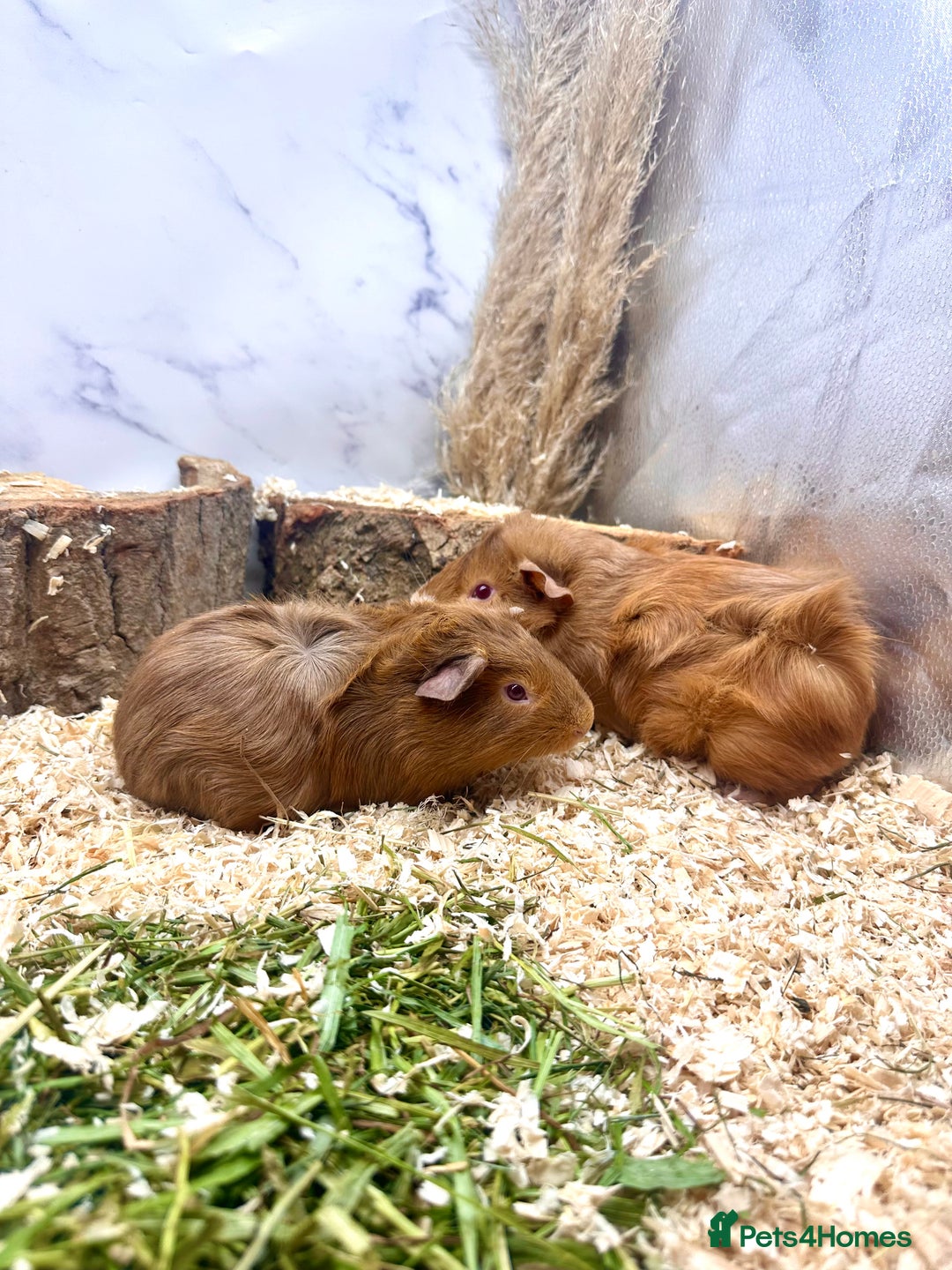 Guinea Pig rodents for sale: LOTS OF GUINEA PIGS FOR SALE 💗 - Image 21