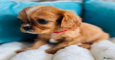 Cavalier King Charles Spaniel dogs - Advert 1