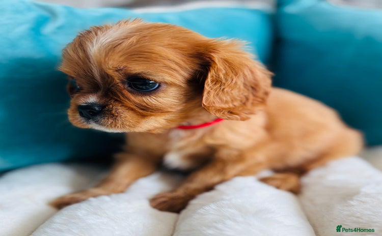 Cavalier King Charles Spaniel dogs - Advert 1