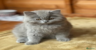 British Shorthair cats - Advert 15