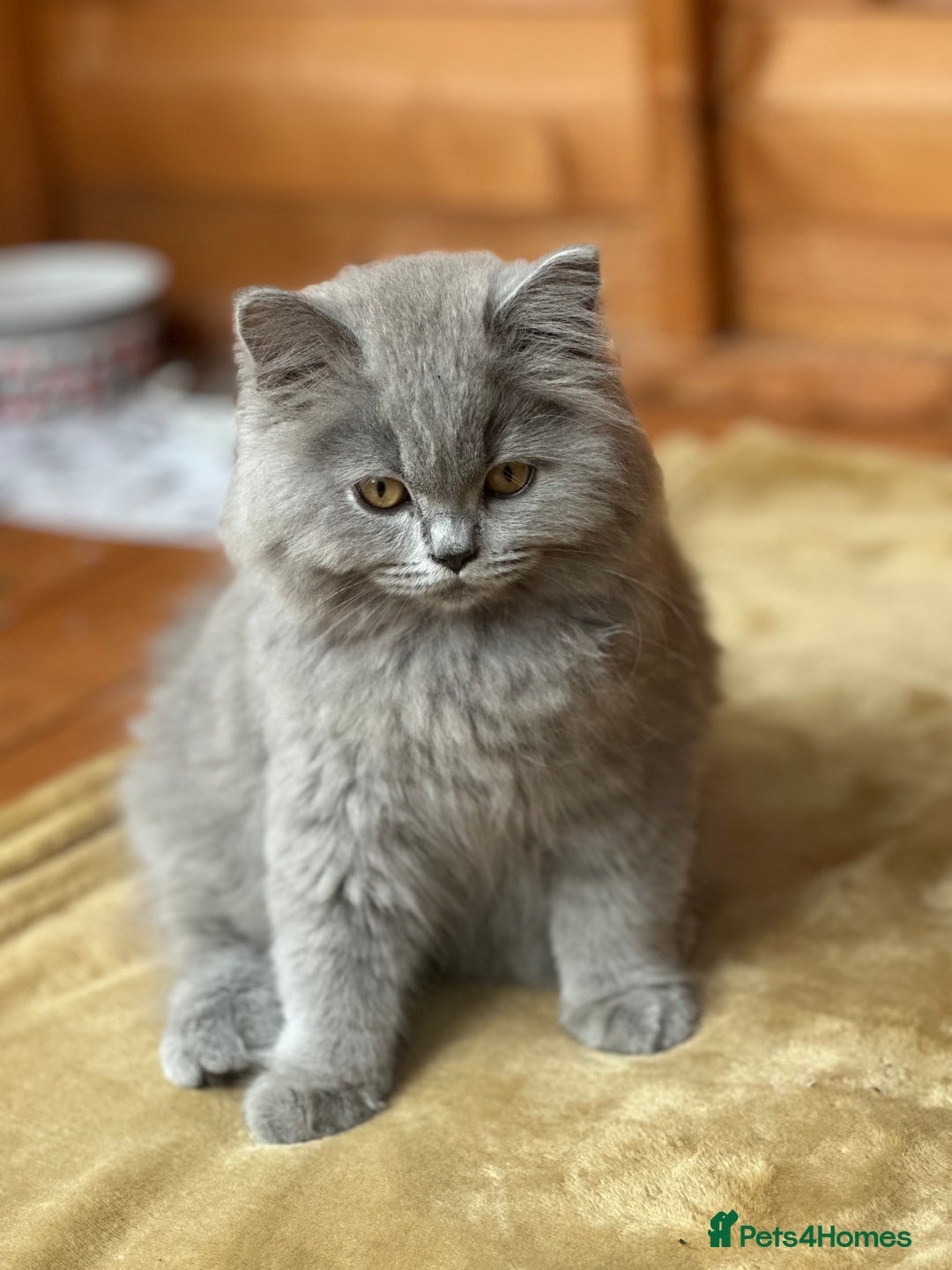 British Shorthair cats for sale: REDUCED - Image 13