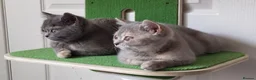 British Shorthair cats for sale: Two BSH sisters  in Skegness - Advert 6