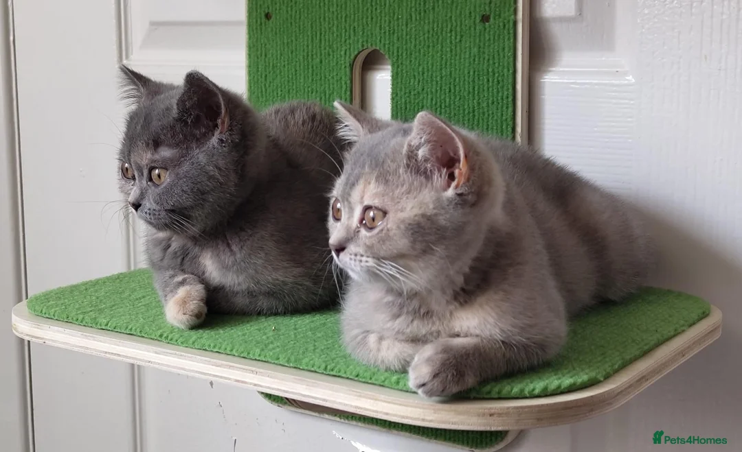 British Shorthair cats for sale: Two BSH sisters  in Skegness - Advert 6