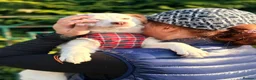 Mixed Breed dogs for adoption: ❤️🐶 AISY & BASIA –TWO LITTLE SUNBEAMS TOGETHER in Burton-on-Trent - Advert 18