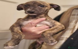 Whippet dogs for sale: Five Star KC Whippet BOY - Reduced! - Image 9