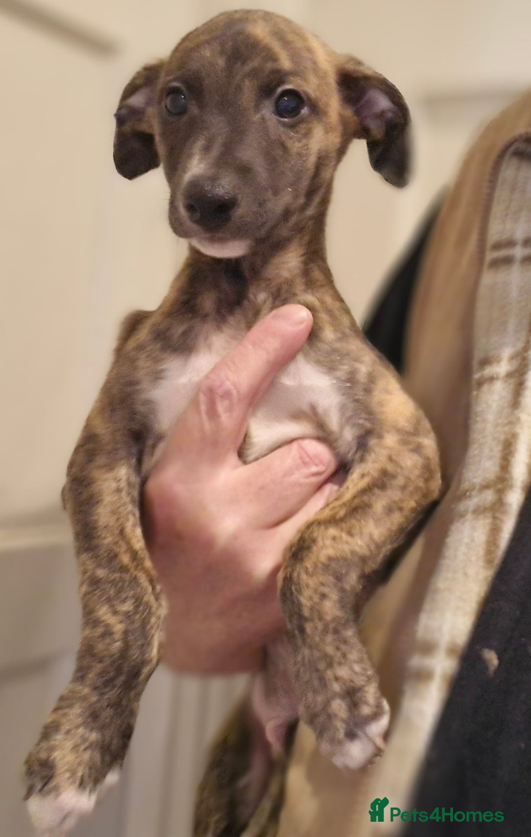 Whippet dogs for sale: Five Star KC Whippet BOY - Reduced! - Image 9