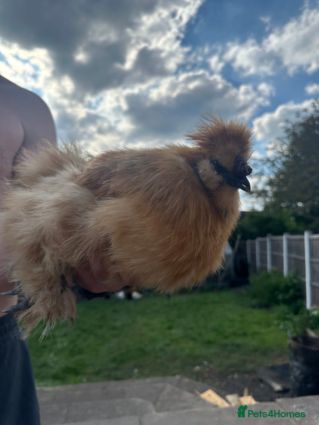 Chickens poultry for sale: Silkie cockerel for free  in Worksop - Image 1