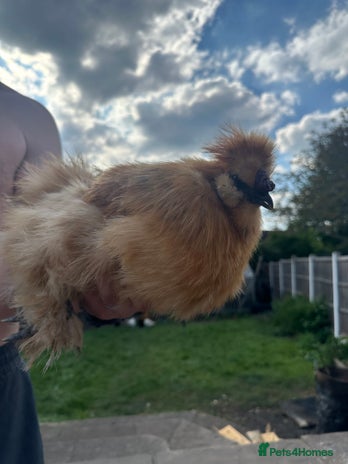 Chickens poultry in Worksop - Advert 13