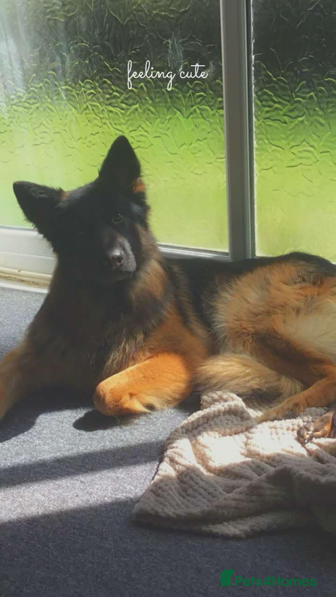 German Shepherd dogs for sale: 2 GORGEOUS MALE PUPPIES  - Image 11