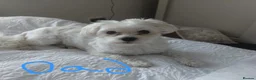 Maltipoo dogs for sale: Maltipoo's  in Romford - Advert 11
